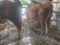 Bull, Limousin cow — photo 1