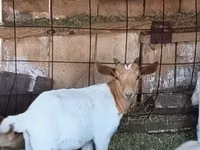 Billy Goat, Boer goat — photo 1