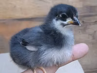 Australorp — foto 2