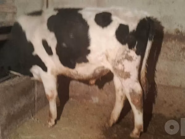 Bull, Holstein breed — Uzbekistan