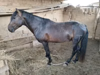Horse (M), Horses — photo 3