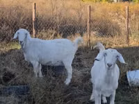 Cabras (lote, sexo não especificado), Cabras — foto 1