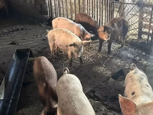 Pigs (batch, sex not specified), Pigs