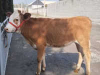 Гововмол (партия, ҷинс муайян нашудааст), Simmental cattle — акс 2