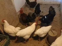 Chickens — foto 2
