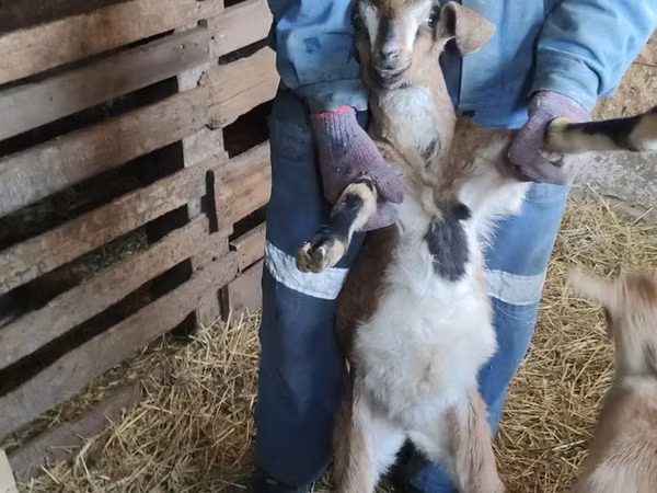 بز نر, Nubian Goat — قزاقستان
