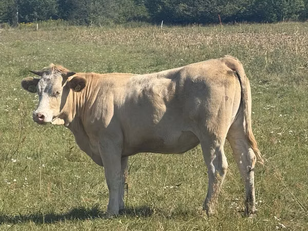 Cow, Charolais cattle — Poland