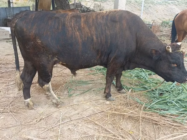 Bull, Alatau breed