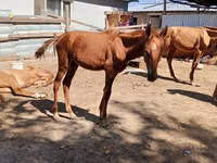 ม้าตัวผู้, Kazakh horse — รูปภาพ 2
