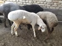 Кочкор, Койлор — сүрөт 4
