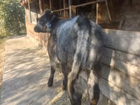 Cow, Belgian Blue — photo 2