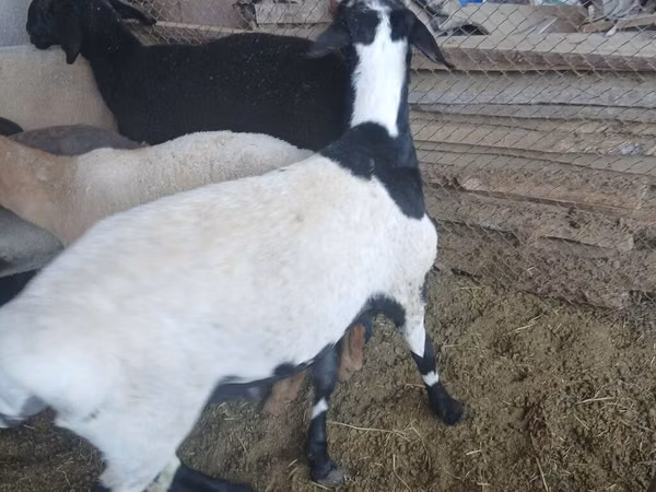Ram, Rhon sheep — Kyrgyzstan