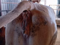 วัวตัวเมีย, Simmental cattle — รูปภาพ 3