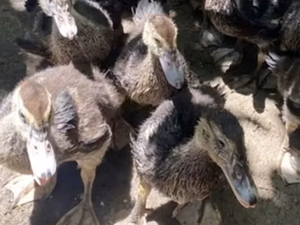 Ducks