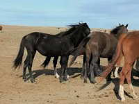Kuda betina, Horses — foto 3