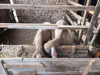 Sheep (batch, sex not specified), Blackheaded Persian sheep — photo 4