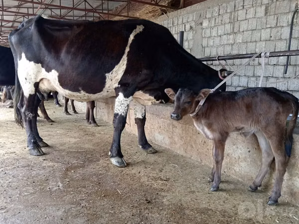 Cow, Russian Black pied cattle