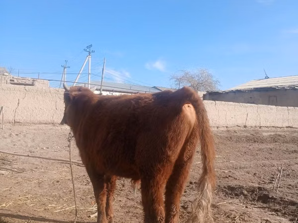 گاو و گوساله (گروه، جنسیت مشخص نشده), گاو
