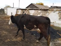 Krowa, Kazachska białogłowa krowa — zdjęcie 1