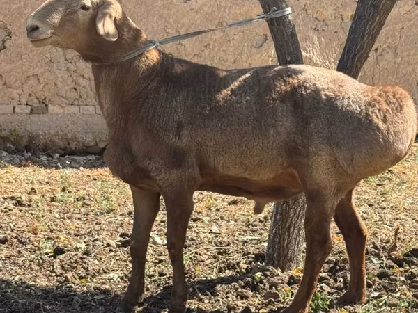 Carneiro, Arashan sheep