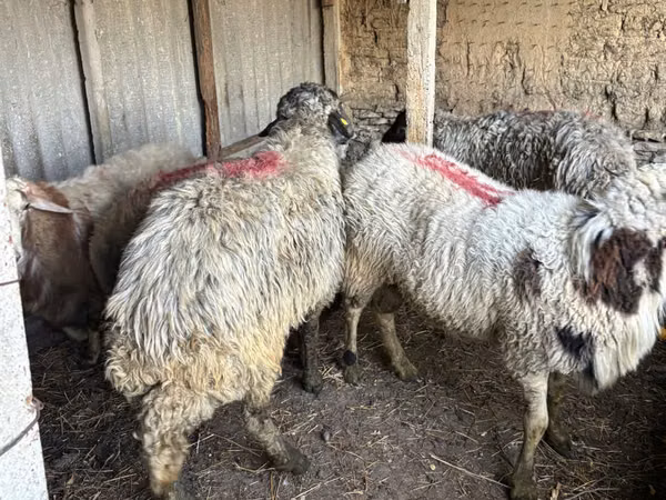 Ram, Sheep — Moldova