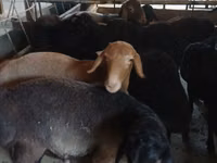 Bock, Boer goat — foto 4