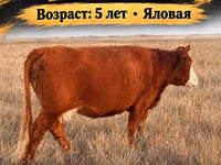 Sapi, Hereford — foto 1