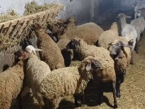 Ovce, Ovce — Ázerbájdžán