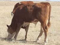 گاو و گوساله (گروه، جنسیت مشخص نشده), Latvian Blue cattle — عکس 8