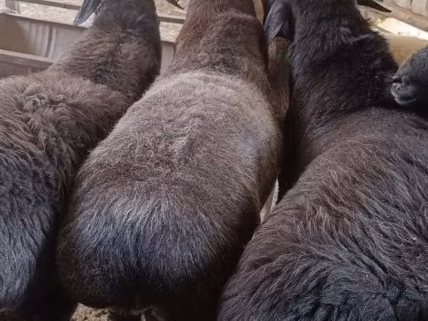 Ram, Hissar sheep