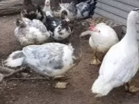 Ducks — عکس 2