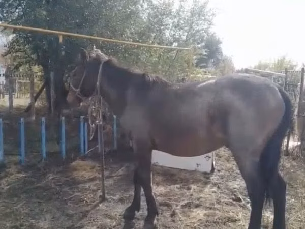 اسب نر, Kazakh horse — قزاقستان
