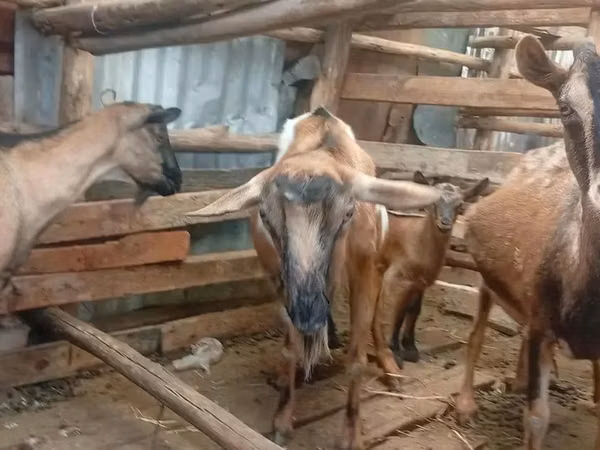 Capre (lot, sex nespecificat), Alpine goat