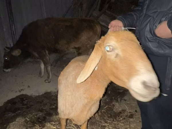 Kos, Juhok — Kirgizisztán