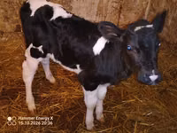 Cow, Russian Black pied cattle — photo 5