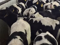 İribuynuzlu mal-qara (partiya, cinsi göstərilməyib), Simmental cattle — foto 4