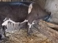Cow, Cattle — photo 2