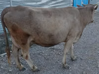 Sapi, Alatau breed — foto 5