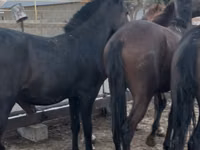 Ձի, Kazakh horse — լուսանկար 3