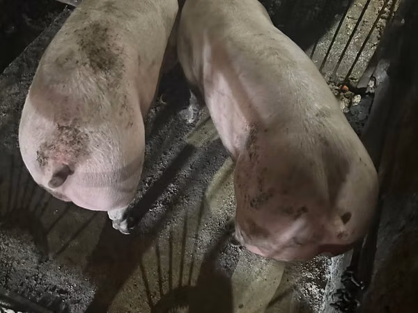 Boar, Pigs