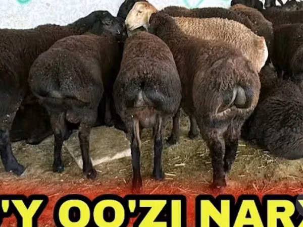 Sheep (batch, sex not specified), Sheep — Uzbekistan