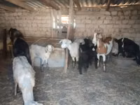 雌ヤギ, Saanen goat — 写真 3