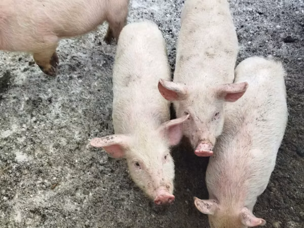 Pigs (batch, sex not specified),  — Kazakhstan