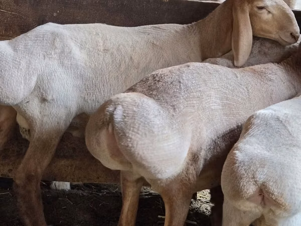 قوچ, Arashan sheep