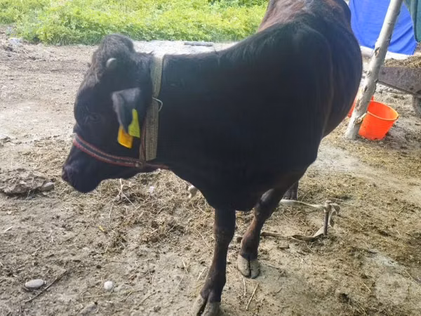 Bull, Cattle — Uzbekistan