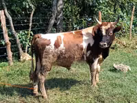 公牛, Cattle — 照片 4