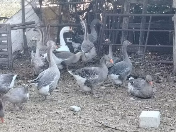Geese — Угорщина