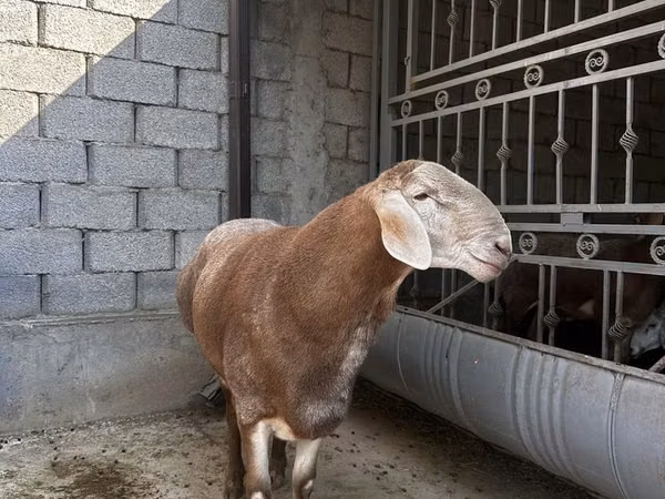 Ram, Arashan sheep — Kazakhstan
