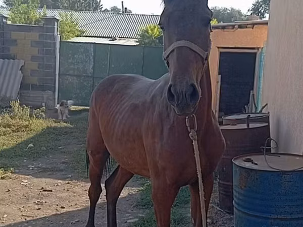 Mare, Horses — Kyrgyzstan