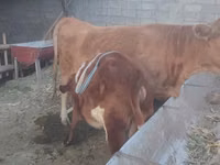 Cow, Cattle — photo 2